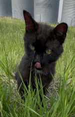 Screenshot 2025-10-06 at 6.20.27 PM.png