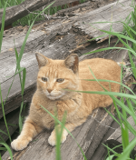 Screenshot 2025-10-06 at 6.20.16 PM.png