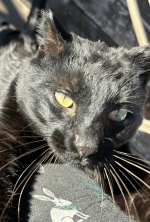 Screenshot 2025-11-23 at 10.54.03 PM (1).png