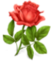 Red Rose
