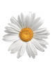 Daisy Flower