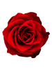 Red Rose