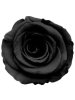Black Rose